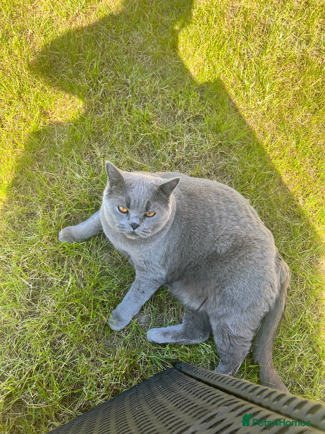 British Shorthair cats for sale: British shorthair female  - Image 2