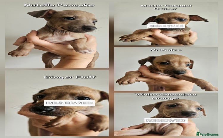 Italian Greyhound dogs - Advert 1