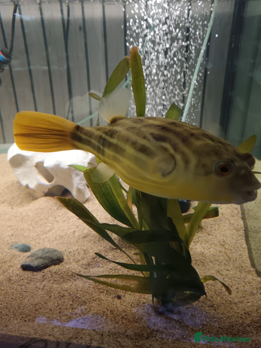 Pufferfish fish for sale: Large fahaka puffer fish - Advert 2