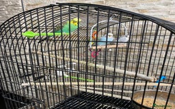 Budgerigars birds for sale: budgies - Image 6