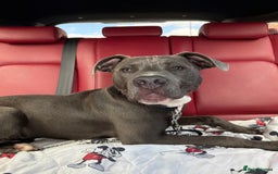 Staffordshire Bull Terrier dogs for sale: 7 month old puppy  - Image 5
