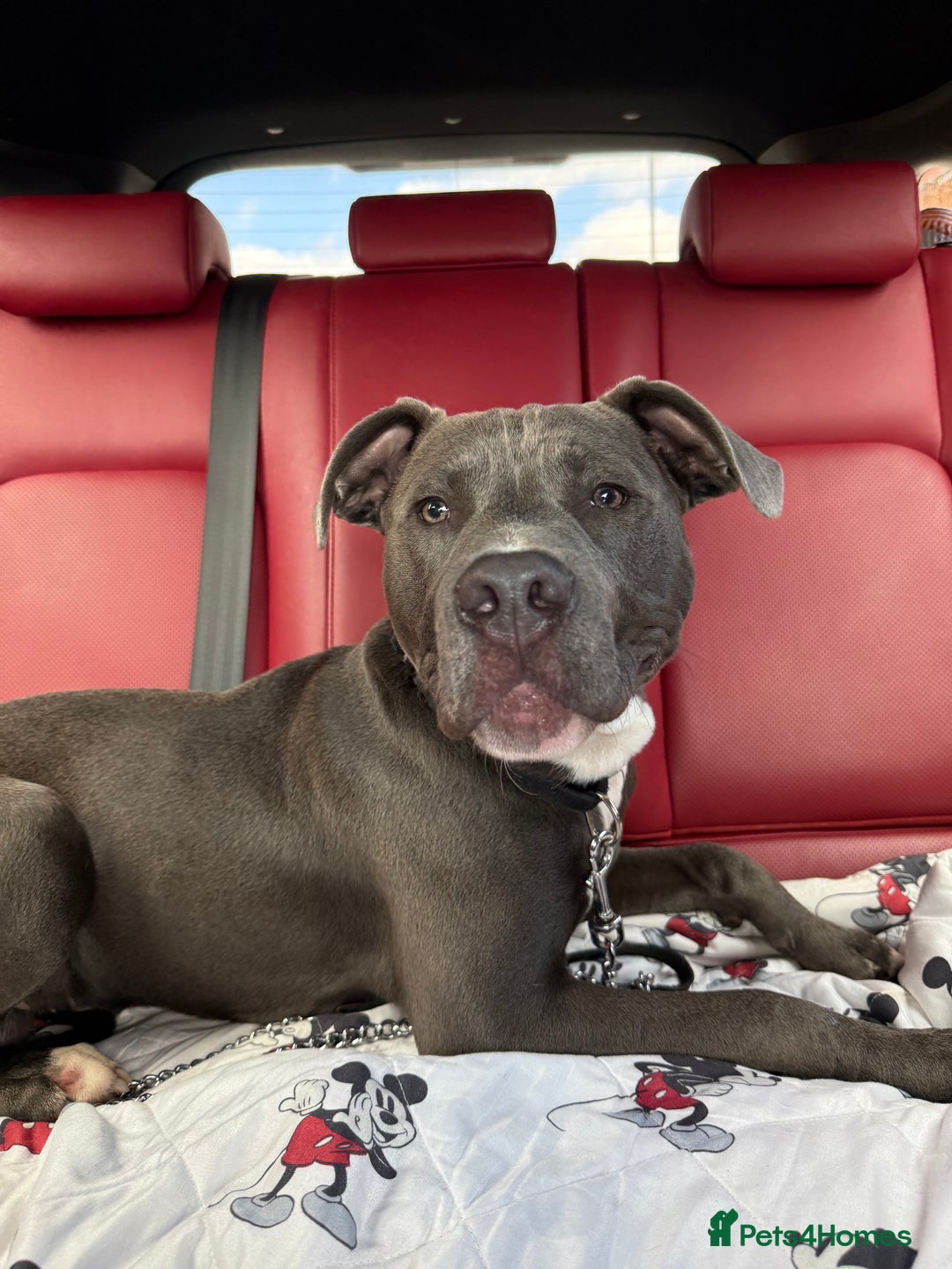 Staffordshire Bull Terrier dogs for sale: 7 month old puppy  - Image 5
