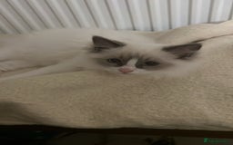 Ragdoll cats for sale: Pure ragdoll mitted blue/seal tortie kittens - Advert 15