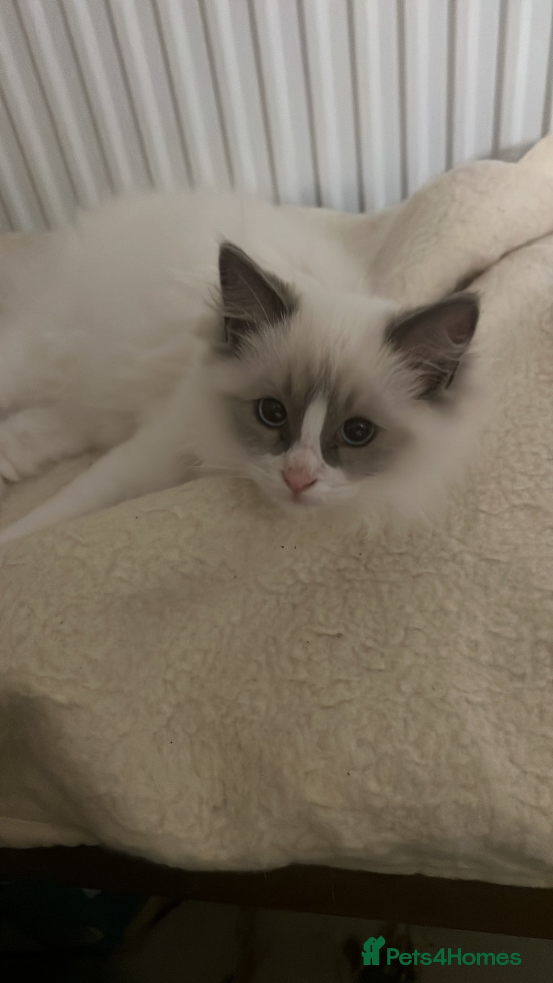 Ragdoll cats for sale: Pure ragdoll mitted blue/seal tortie kittens - Advert 15