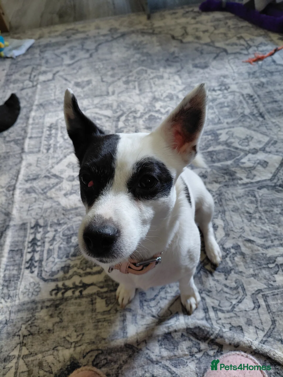 Jack Russell dogs for adoption: Rehoming jack Russell  in Peterlee - Advert 1