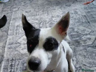 Jack Russell dogs Rehoming jack Russell - Advert 1