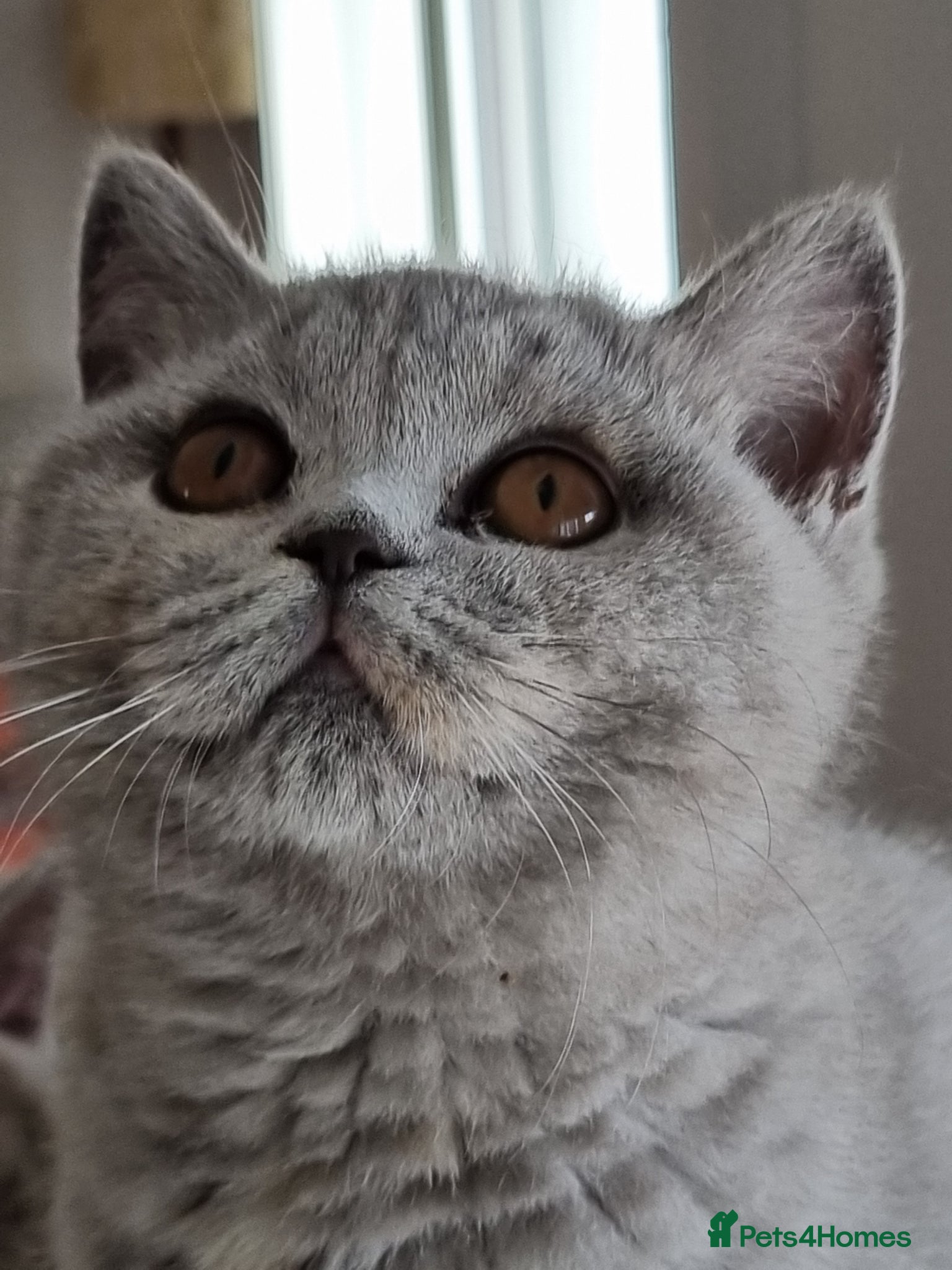 British Shorthair cats British blue/cream tortie girl.  - Advert 15