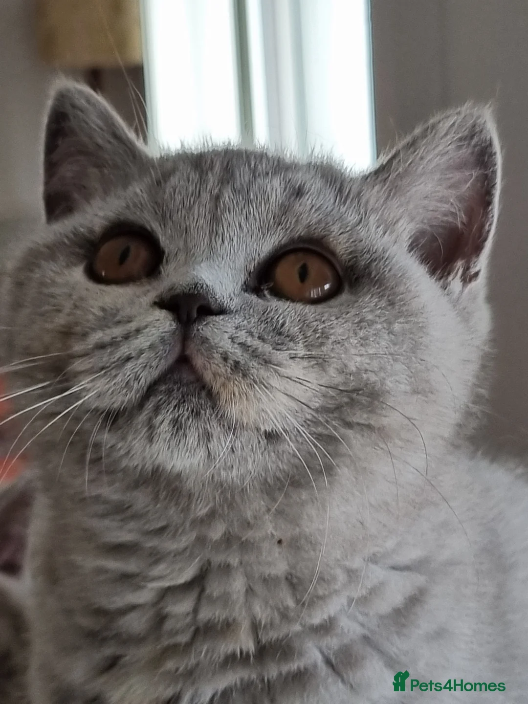 British Shorthair cats for sale: British blue/cream tortie girl.  - Advert 1