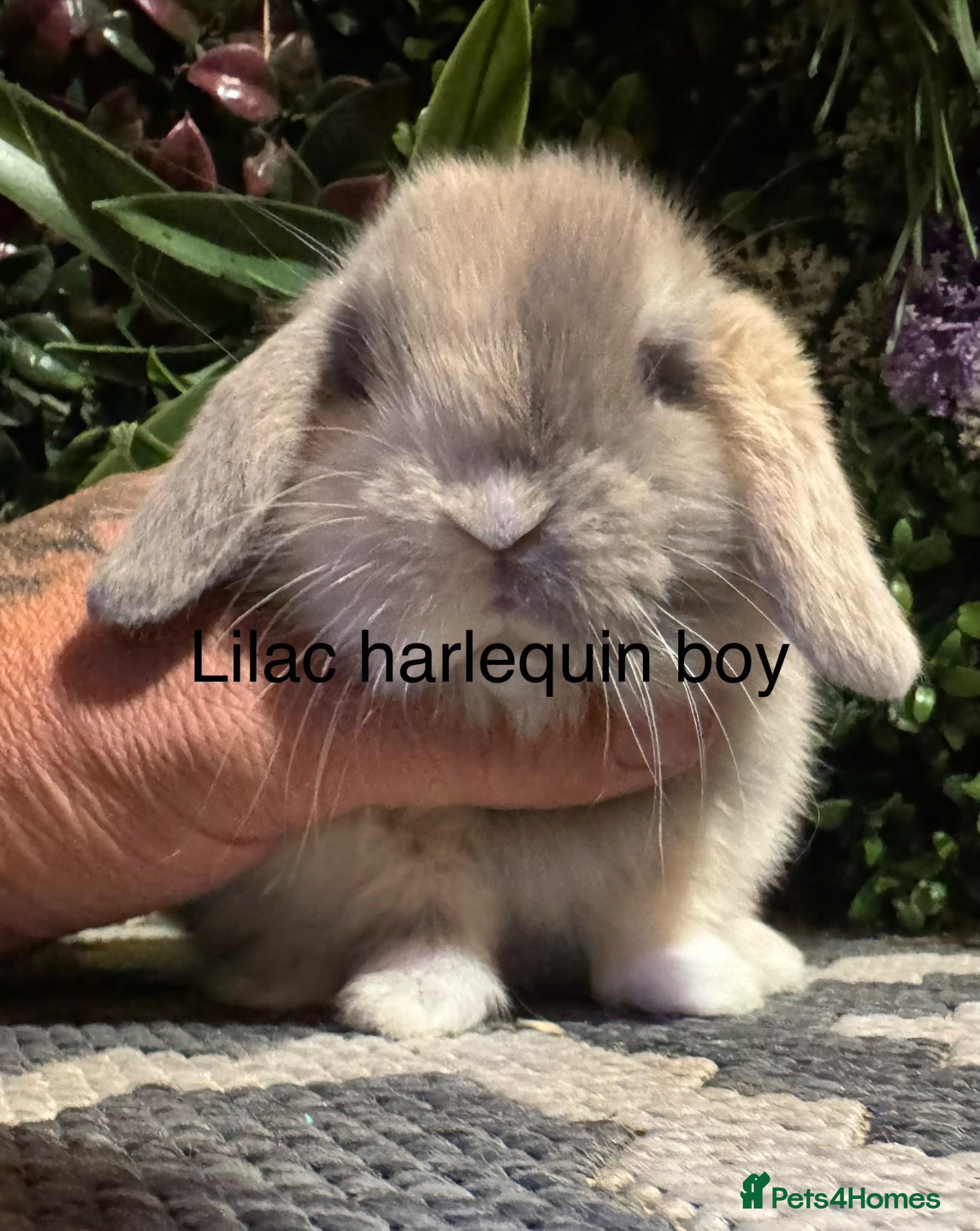 Mini Lop rabbits Superb pure bred mini lops available  - Advert 2