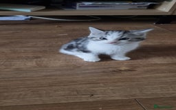 Persian cats for sale: A loveable Persian kitten - Image 29