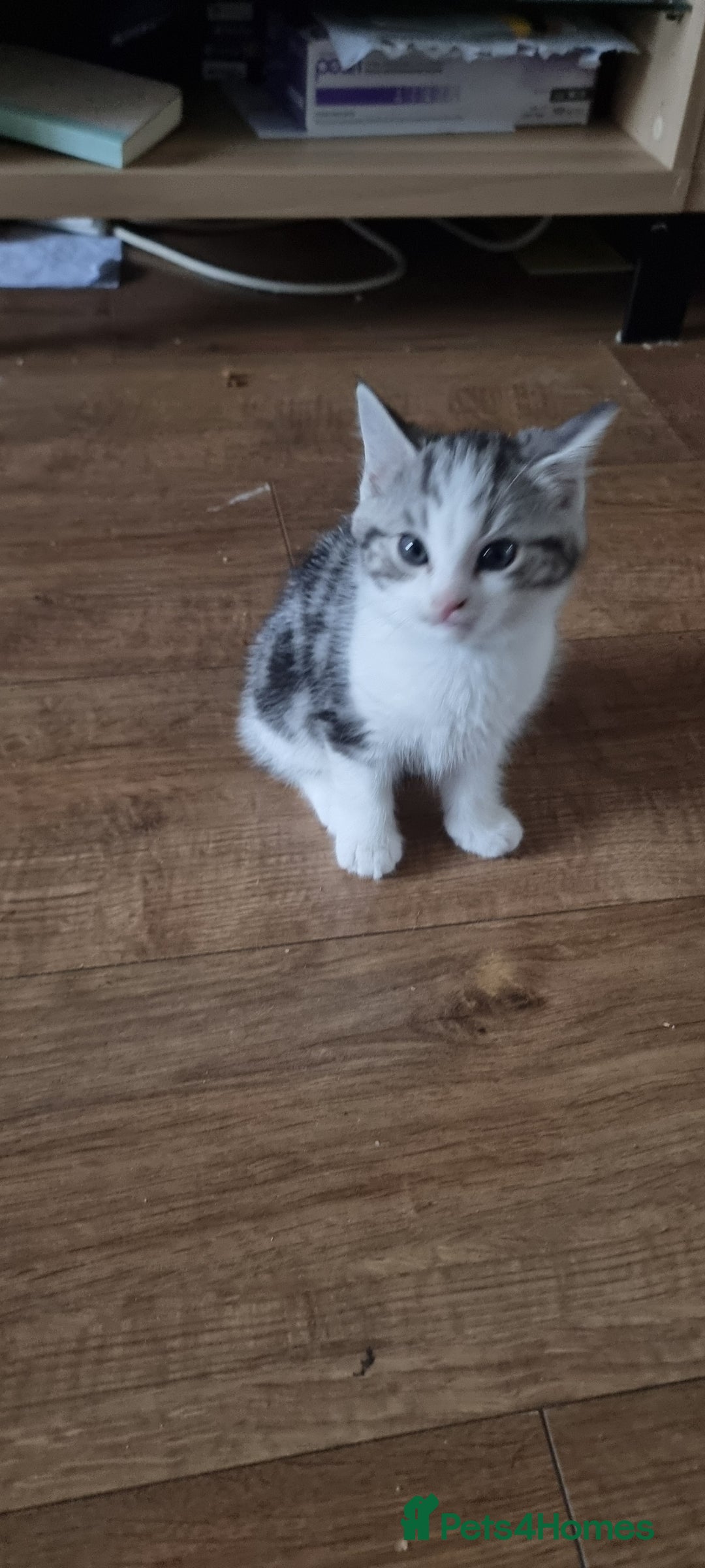 Persian cats for sale: A loveable Persian kitten - Image 29