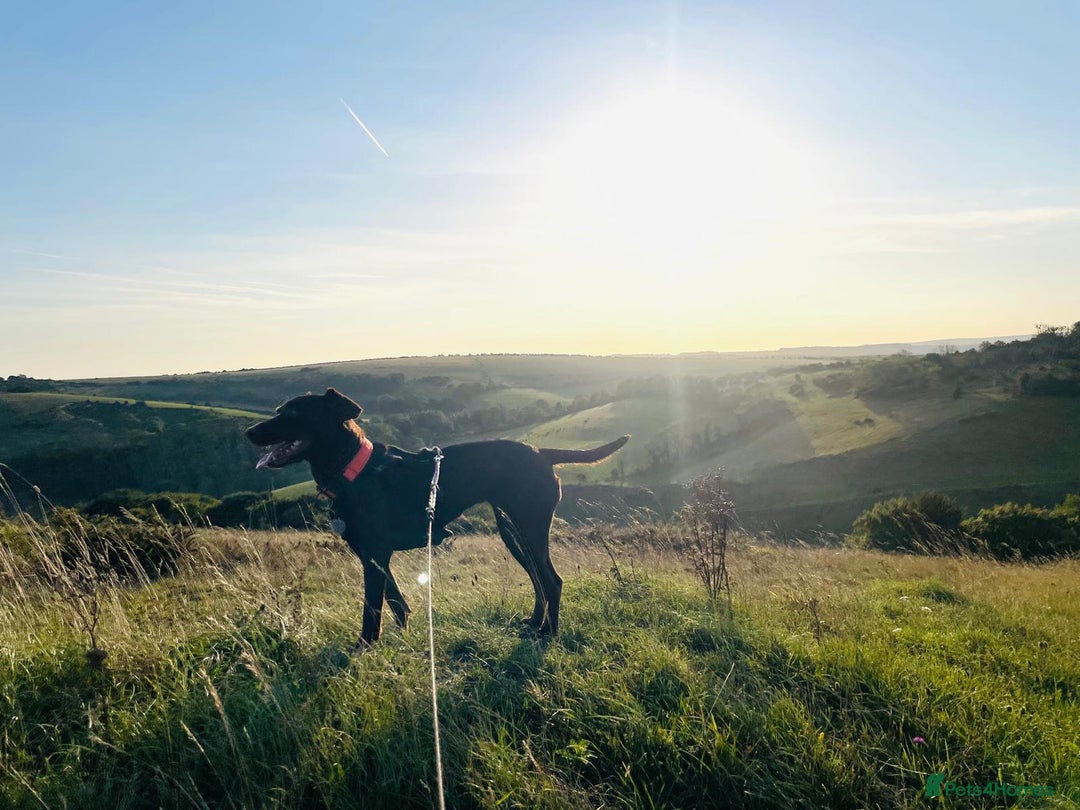 Mixed Breed dogs for adoption: Poppi chocolate Lab cross pointer - Advert 3