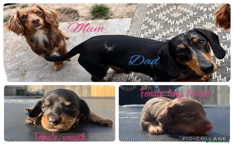 Miniature Dachshund dogs - Advert 8