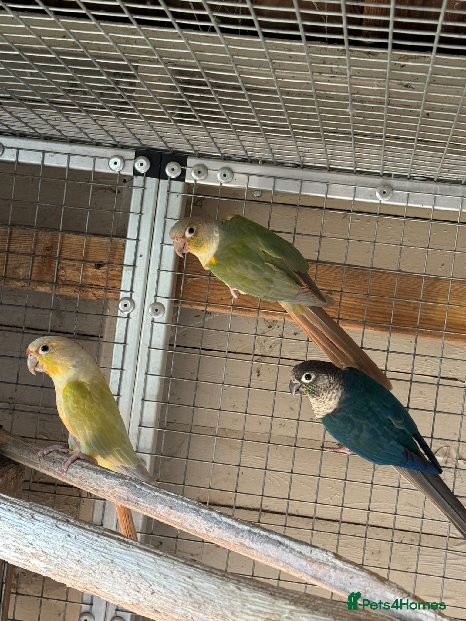 Conures birds 3 proven male conures  - Advert 8