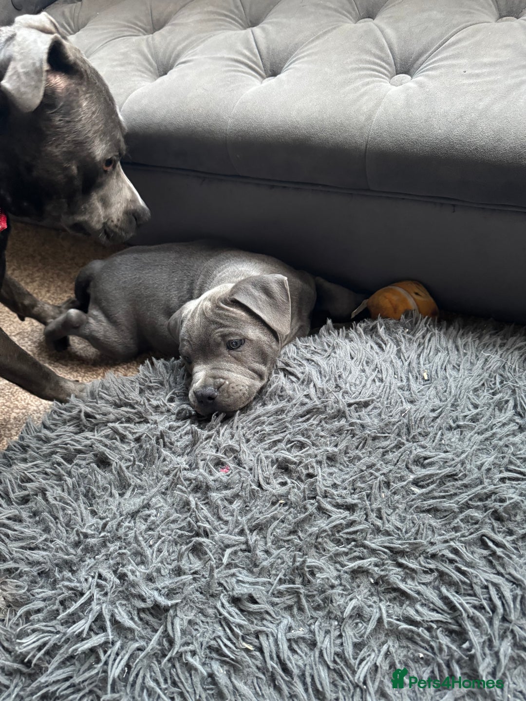 Staffordshire Bull Terrier dogs for sale: Prince Fury - Advert 6