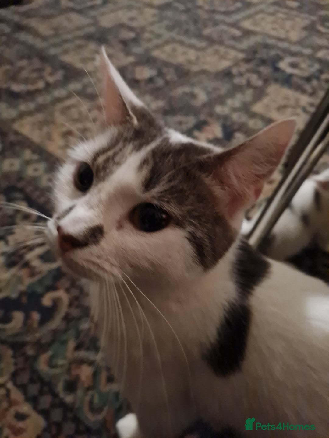 Mixed Breed cats for sale: Tuxedo Tom Boy!  - Advert 5