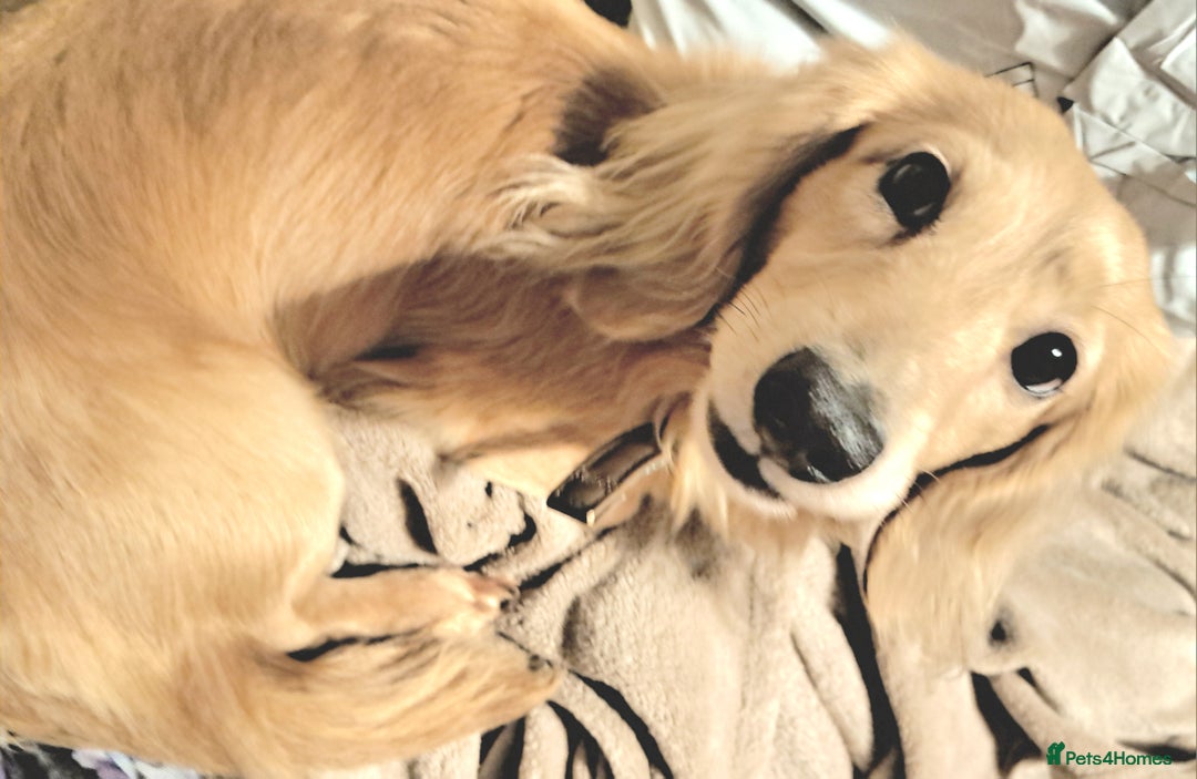 Miniature Dachshund dogs for stud: STUD 100% Long Haired Cream Miniature Dachshund - Image 7