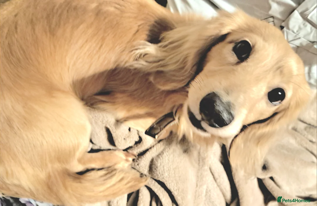 Miniature Dachshund dogs for stud: STUD 100% Long Haired Cream Miniature Dachshund - Advert 7