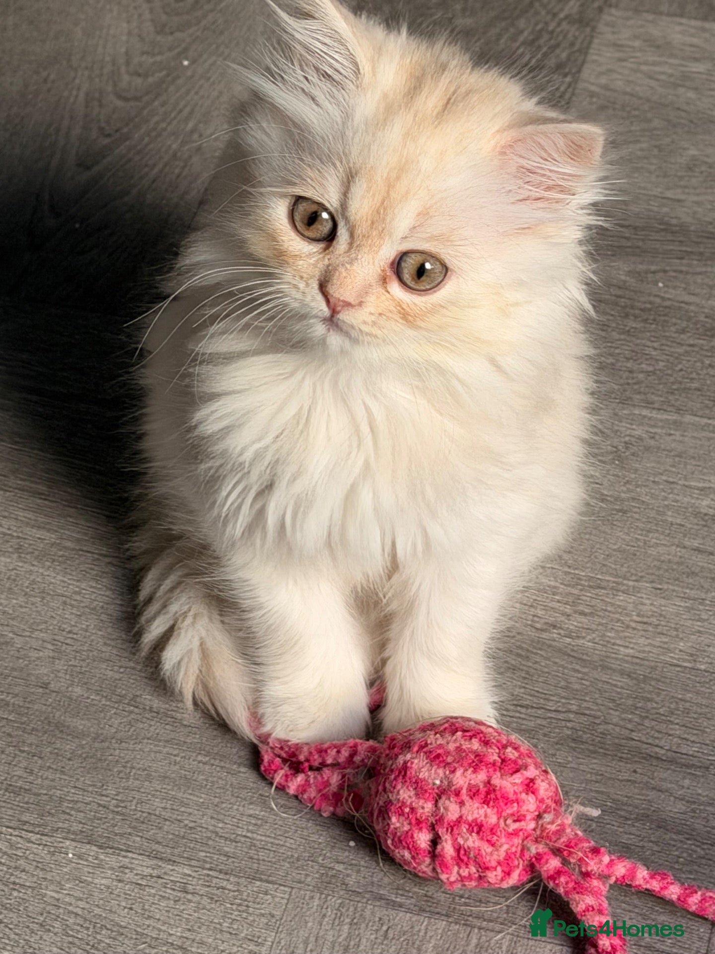 Persian cats Beautiful long haired Persian Kittens - Advert 1