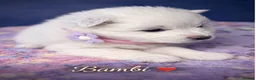 Samoyed dogs for sale: 🐾puppies are ready for new happy homes🐾 - Advert 27