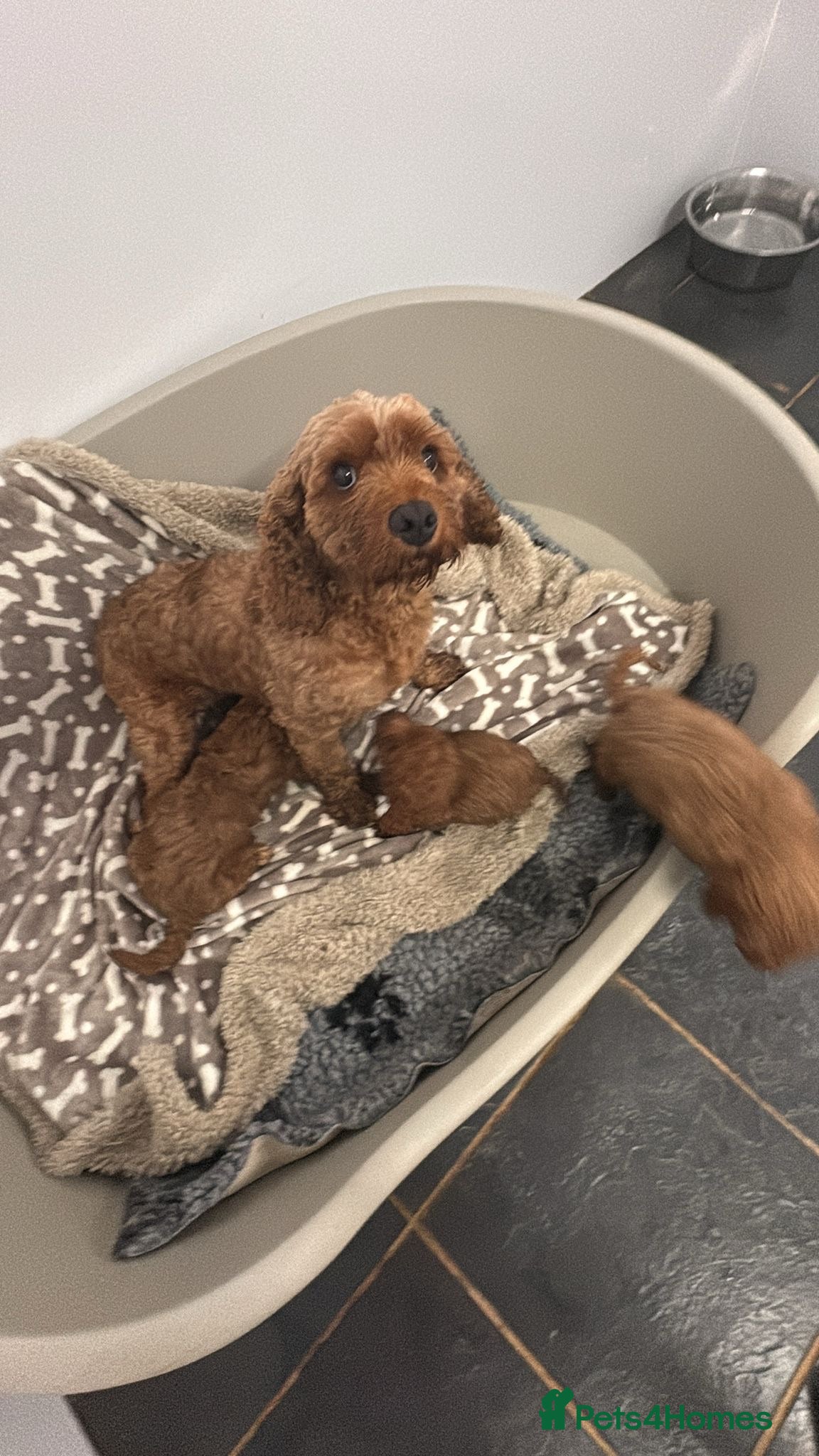 Cavapoo dogs F1 b Cavapoo  - Advert 1