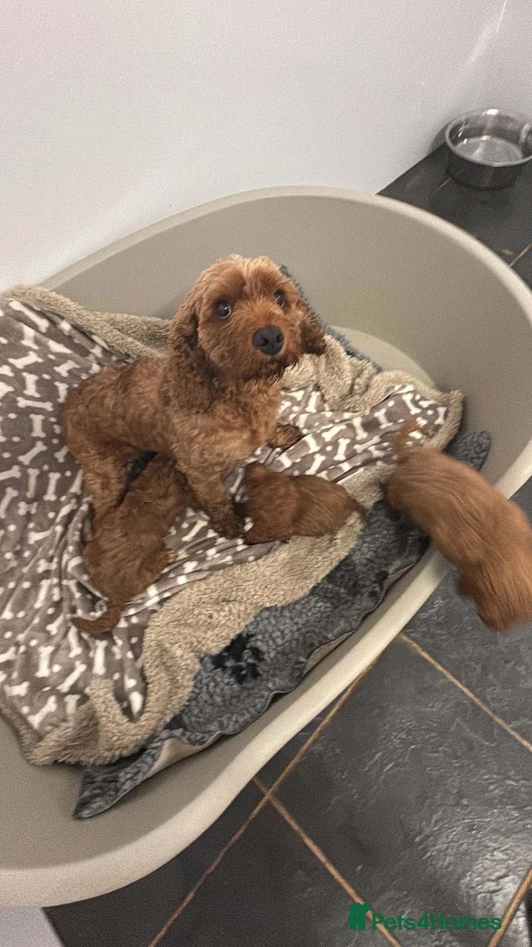 Cavapoo dogs for sale: F1 b Cavapoo  in Doncaster - Advert 1