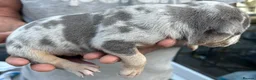 American Bully dogs for sale: Outstanding ABKC registered Micro Bully Litter! - Advert 11