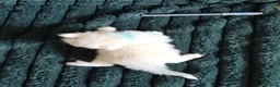 Ragdoll cats for sale: Beautiful Ragdoll Kittens Looking for Loving Home - Advert 9