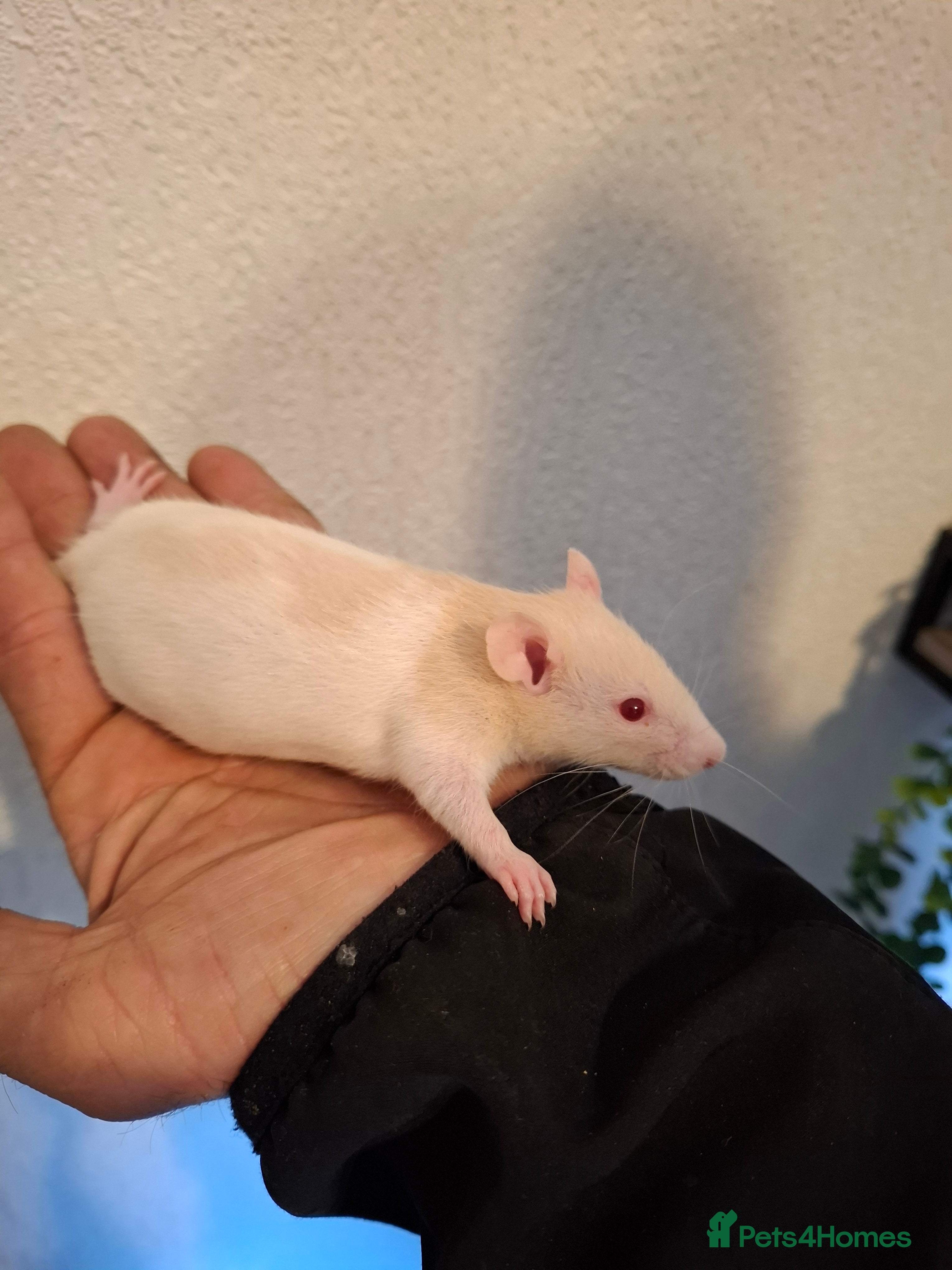 Rat rodents BABIES READY NOW - Advert 1