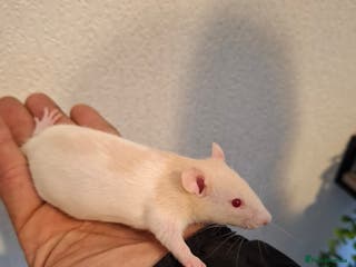 Rat rodents BABIES READY NOW - Advert 2