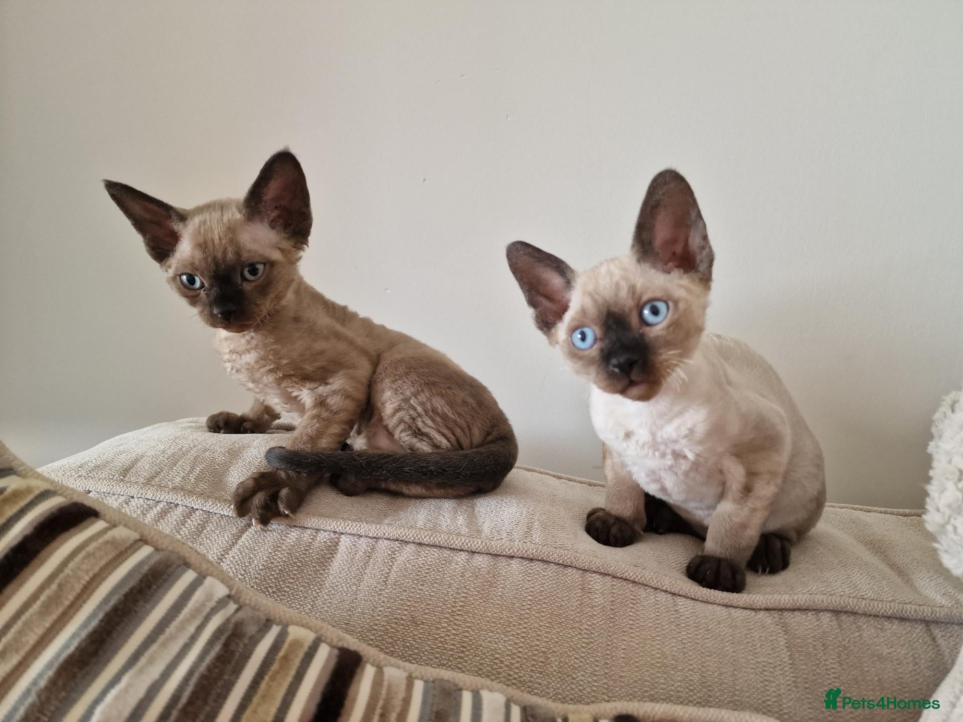 Devon Rex cats Adorable Devon Rex Kittens 💕 - Advert 1