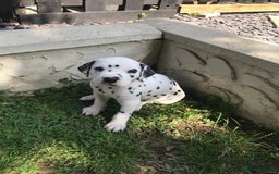 Dalmatian dogs for stud: Kc Baer tested studs available proven in Bedford - Image 13
