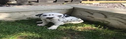 Dalmatian dogs for stud: Kc Baer tested stud sperm tested for quality  in Bedford - Advert 13