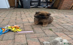 Chow Chow dogs for sale: 🩷🩵🩷Five beautiful girl & boy chow chows 🩵🩷 - Image 25