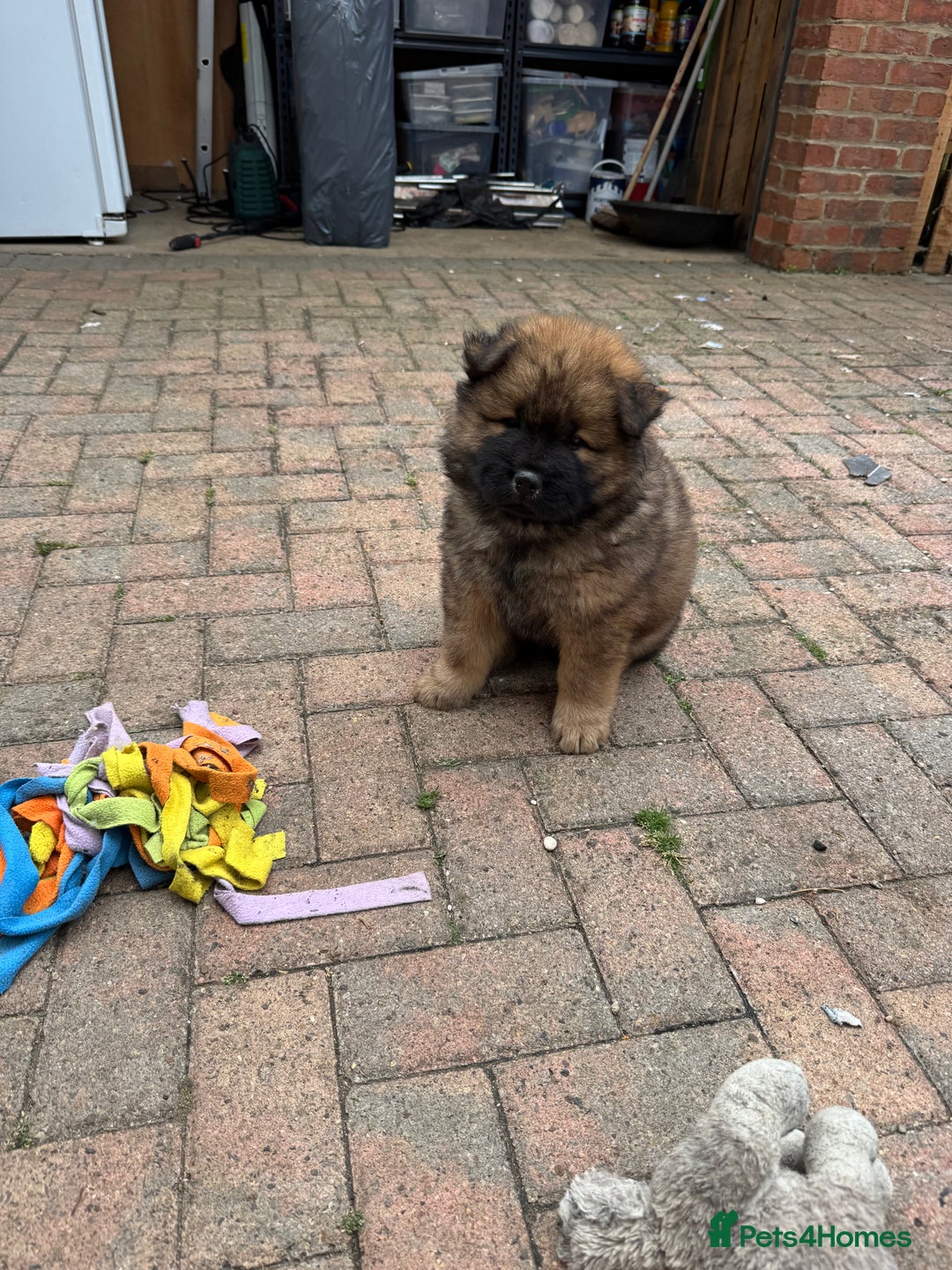 Chow Chow dogs for sale: 🩷🩵🩷Five beautiful girl & boy chow chows 🩵🩷 - Image 25