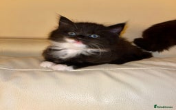 Mixed Breed cats for sale: Beautiful fluffy kittens looking for new home🥰 - Image 6