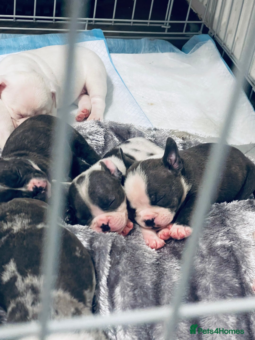 Mixed Breed dogs for sale: Frenchie x pocket bully male puppys - Image 2