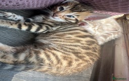 Bengal cats for sale: Snow Mink/Brown Rossette Blue Eyed Bengals - Image 4