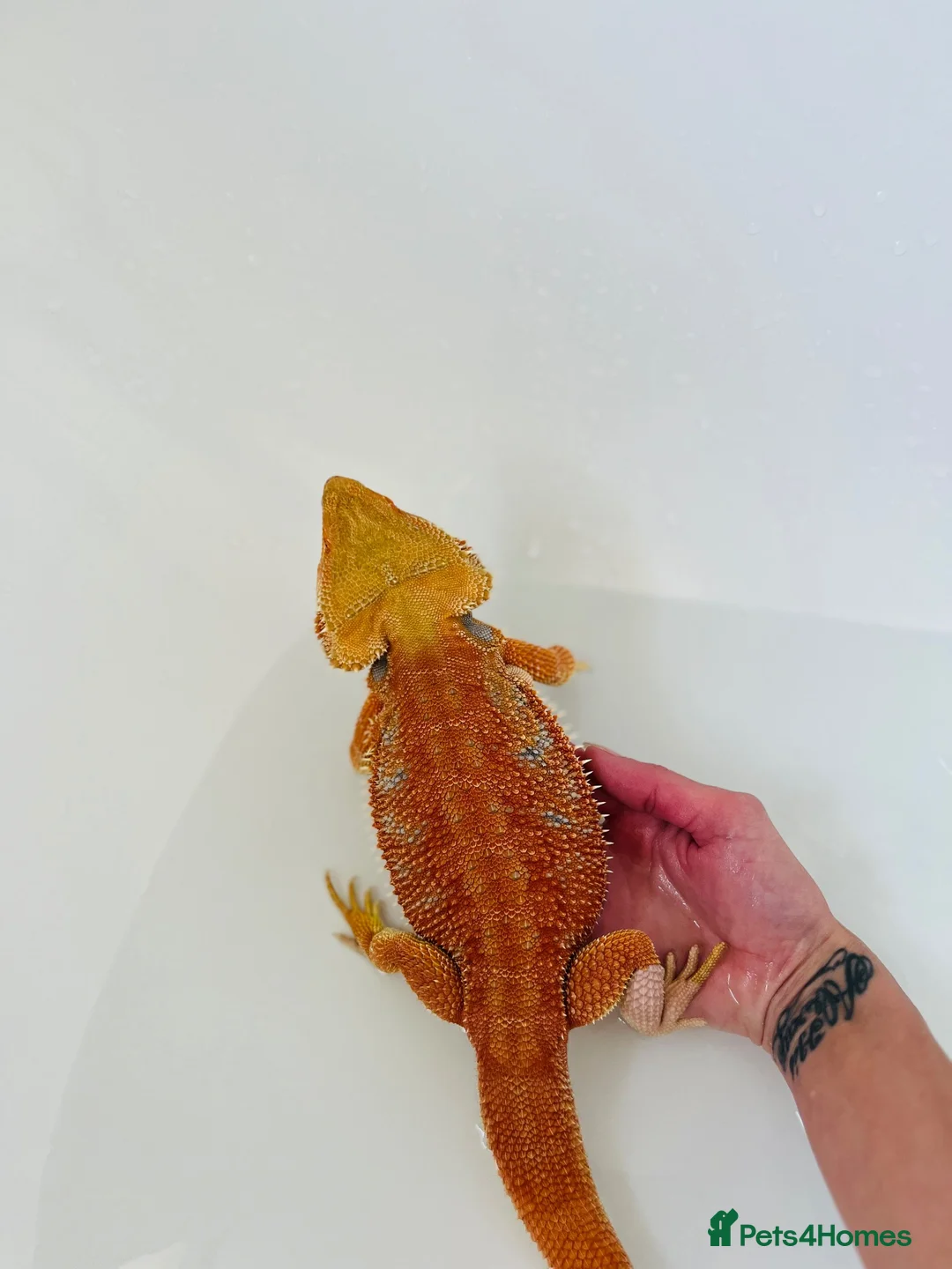 Bearded Dragon reptiles for sale: 2 year old male red hypo blue bars het trans in Southampton - Advert 2