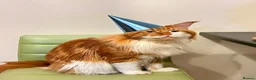 Maine Coon cats for sale: Maincoon 6 years old male - Advert 5