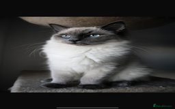 Ragdoll cats for sale: Ragdoll Bluepoint kittens - Image 2