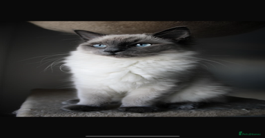 Ragdoll cats - Advert 4