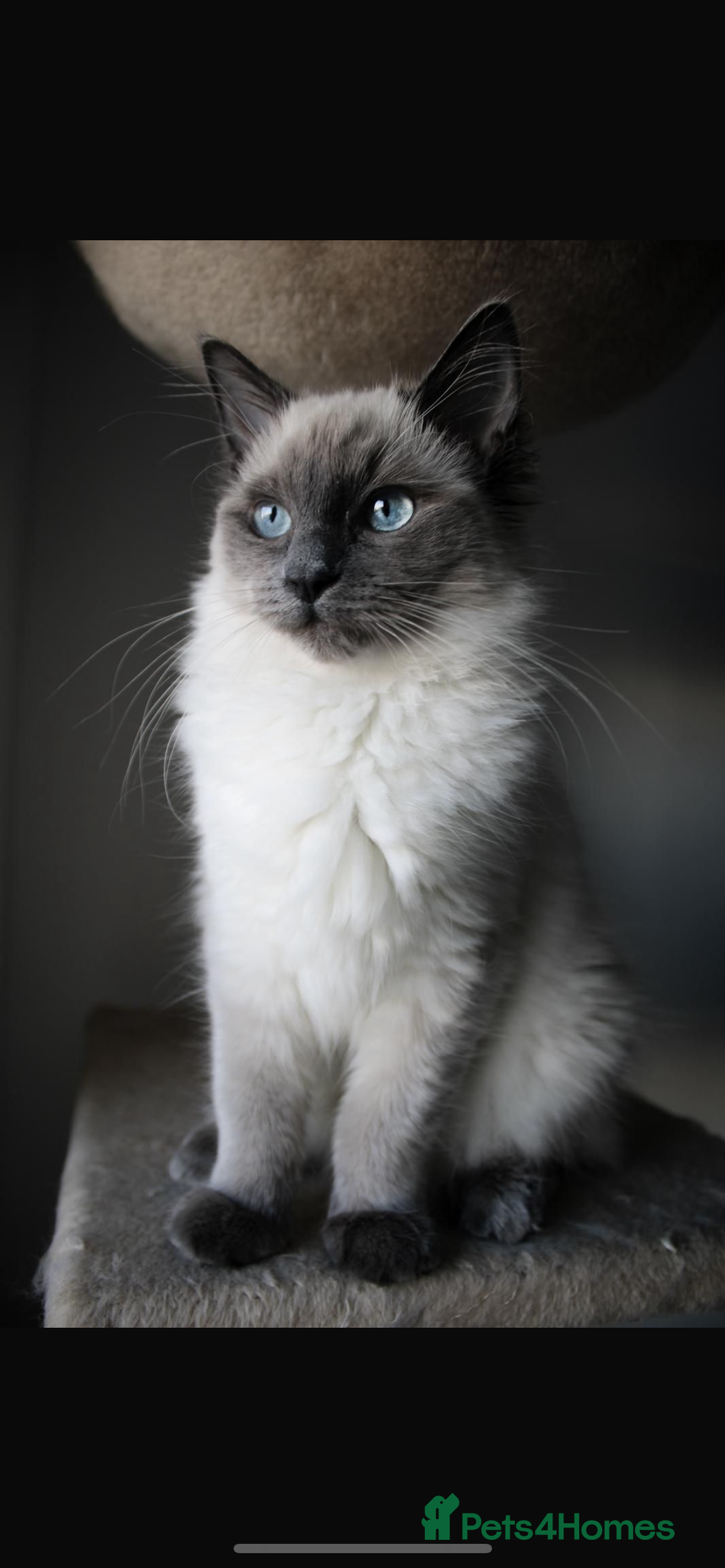 Ragdoll cats for sale: Ragdoll Bluepoint kittens - Image 2