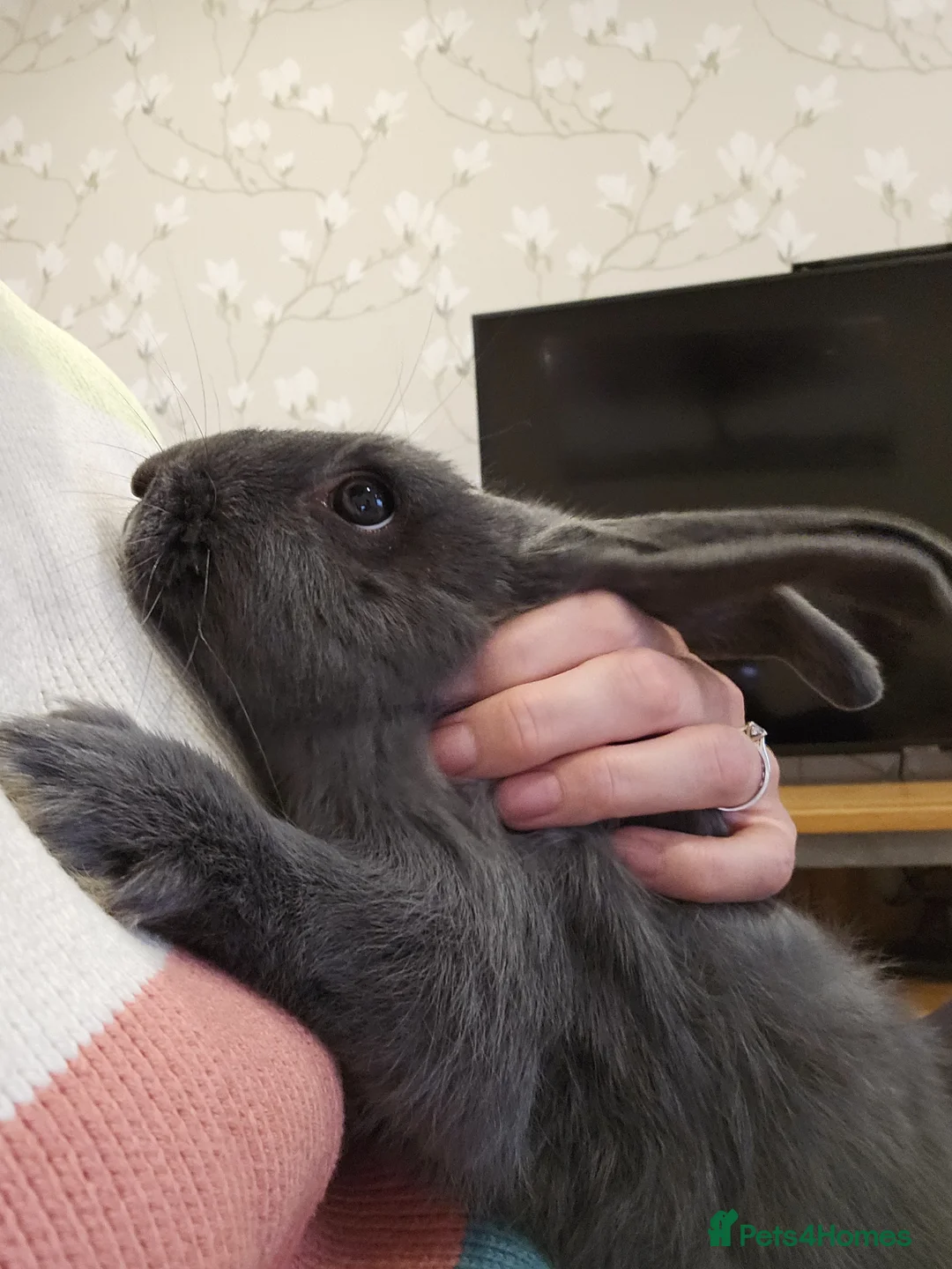 Mixed Breed rabbits for sale: Mixed breed rescue Doe - Advert 5