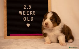 Australian Shepherd dogs for sale: KC Australian Shepherd Puppies  - Image 24