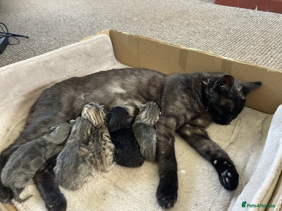 Mixed Breed cats for sale: Kittens - Image 1