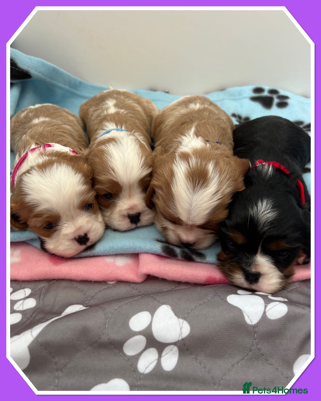Cavalier King Charles Spaniel dogs for sale: 🐾 ADORABLE CAVALIER KING CHARLES SPANIEL PUPPIES  - Image 12
