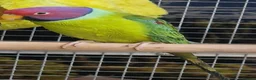 Parrots birds for sale: Stunning Parrots/Parakeets/Amazons  - Advert 32