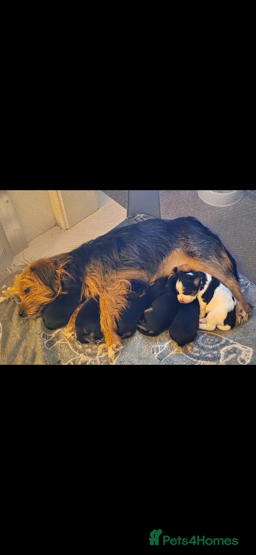 Yorkshire Terrier dogs for sale: 6 beautiful Yorkshire terriers puppies - Advert 2