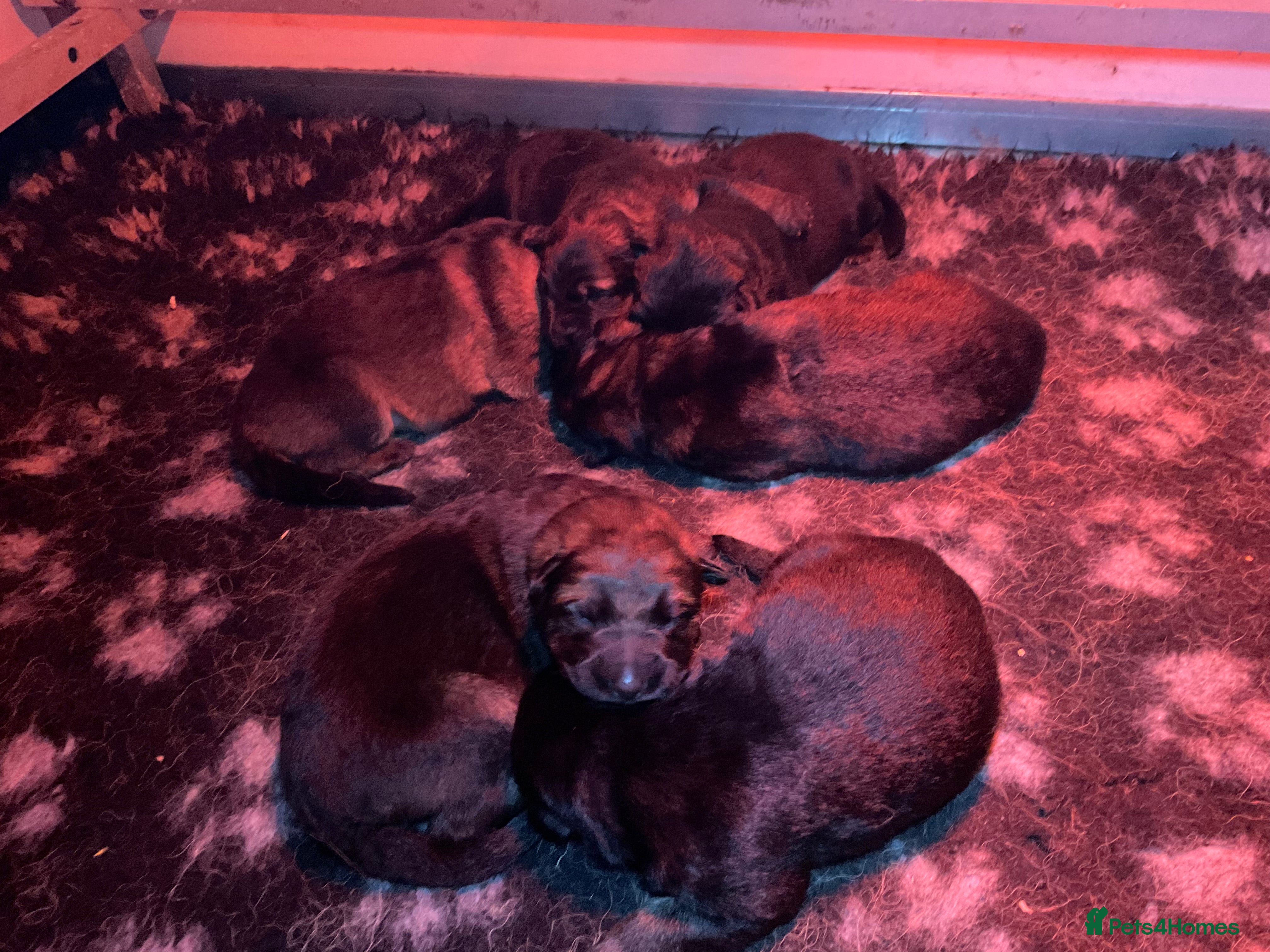 German Shepherd dogs Quality litter GSD @icepack kennels  - Advert 6